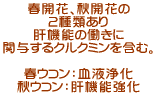 春開花、秋開花の ２種類あり 肝機能の働きに 関与するクルクミンを含む。  春ウコン：血液浄化 秋ウコン：肝機能強化